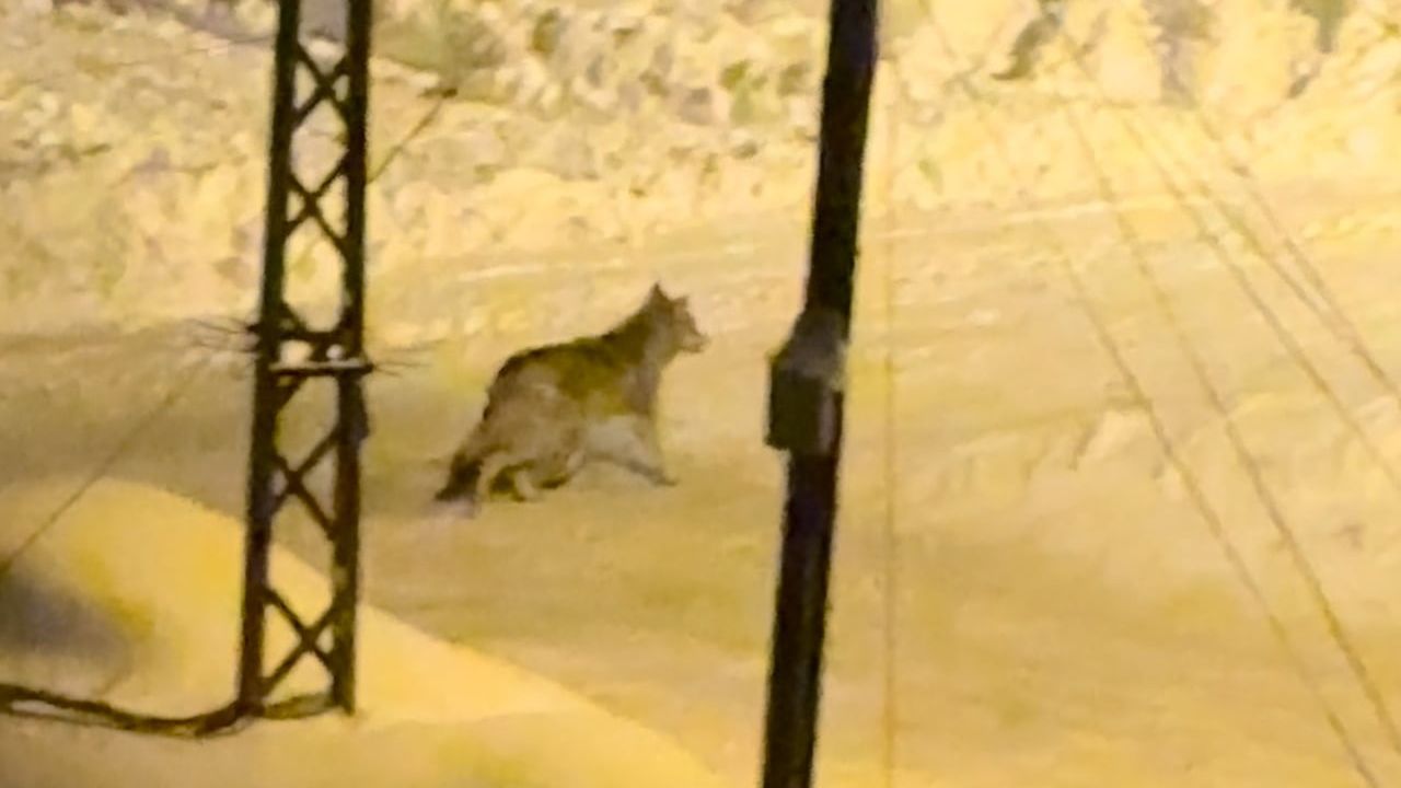 Yüksekova'da Çiftçilere Kurt Saldırısı Uyarısı