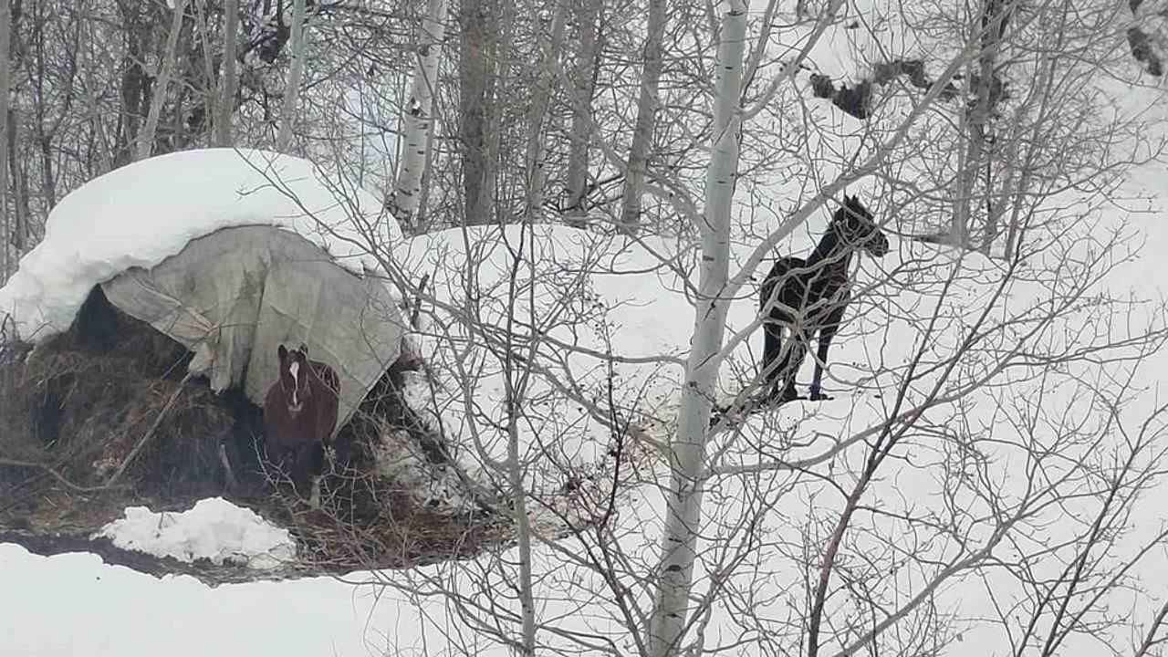 Yüksekova'da Terk Edilen İki At Kurtarıldı
