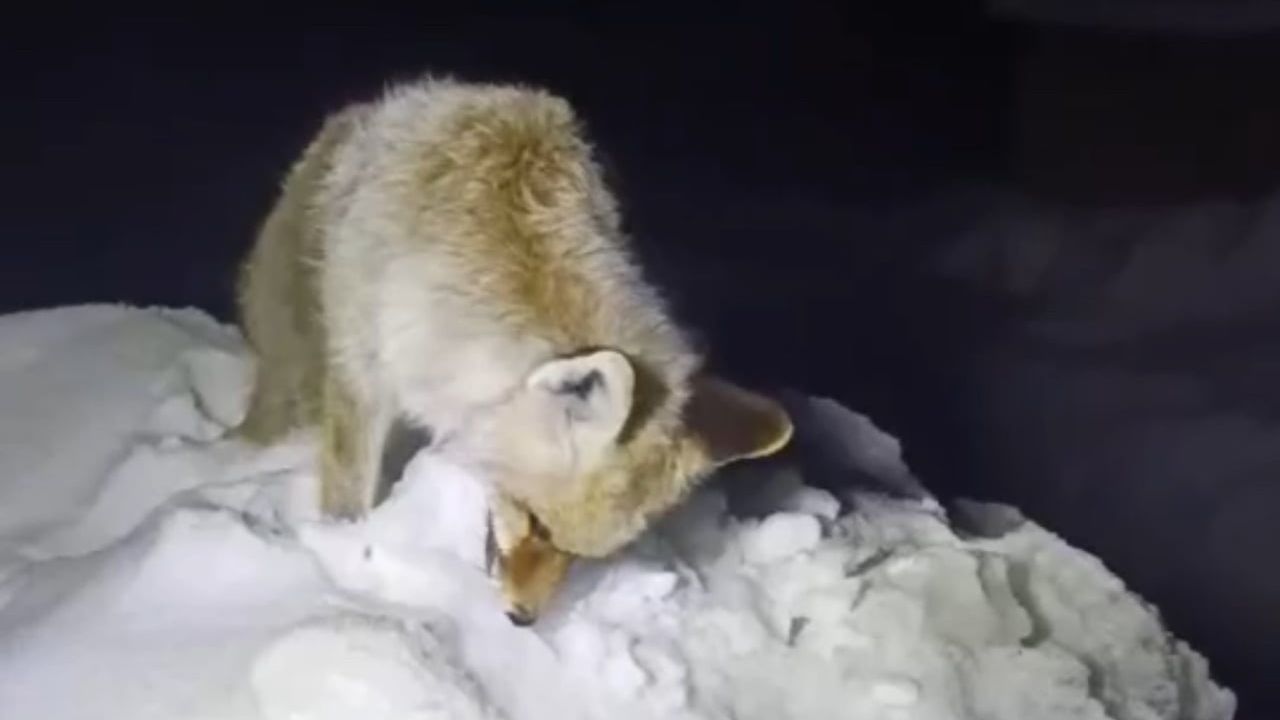 Yüksekova'daki Dondurucu Soğuklar, Tilkileri Etkiliyor