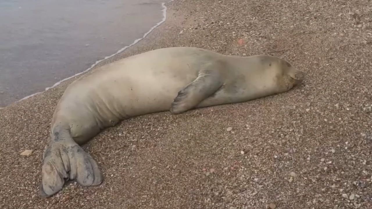 Yunanistan'dan Kaçan Akdeniz Foku Antalya'da Kurtarıldı