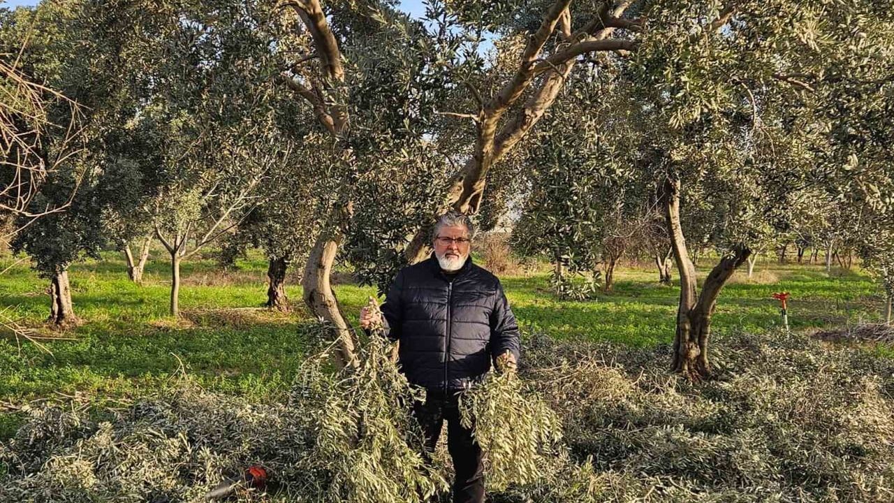 Zeytin Yaprakları Tarım ve Hayvancılıkta Değer Kazanıyor