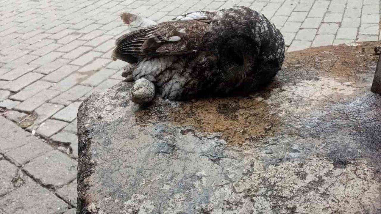 Baykuş Kahvehane Camına Çarptı