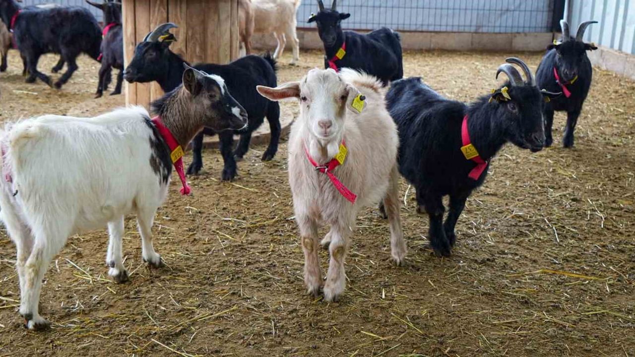 Cüce Keçiler Evcil Hayvan Alternatifi Olabilir