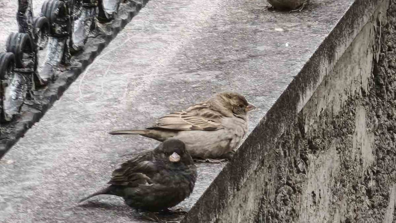 Isparta'da Nadir Siyah Serçe 'Kömür' Keşfedildi