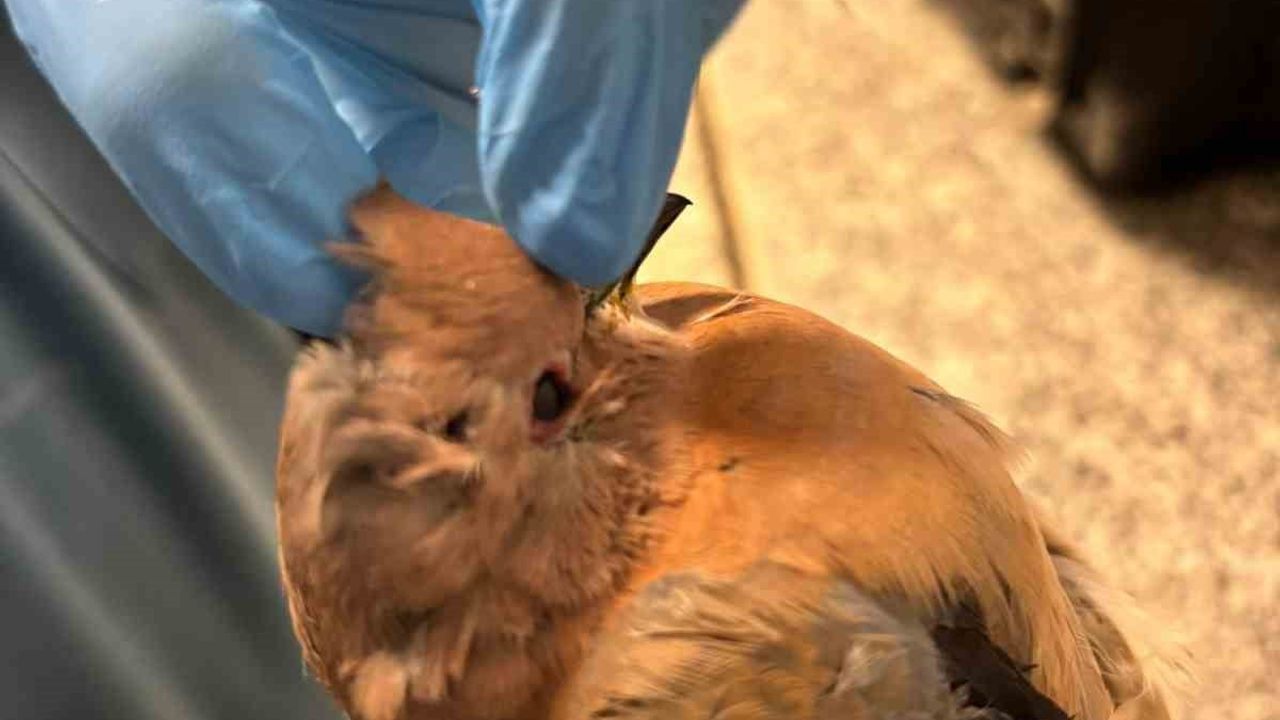 İzmir'de Yağışlara Rağmen Hayvanlara Destek