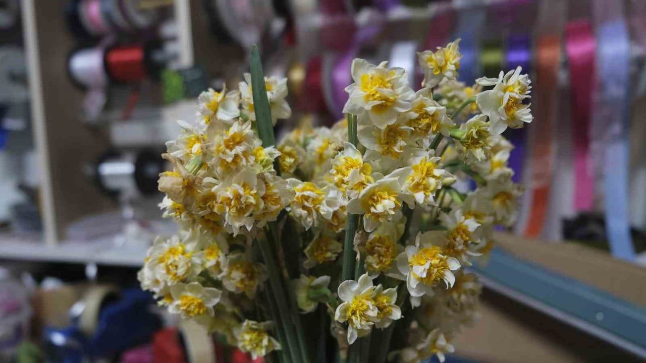 Karaman'da Nergis Çiçeğine Yoğun İlgi