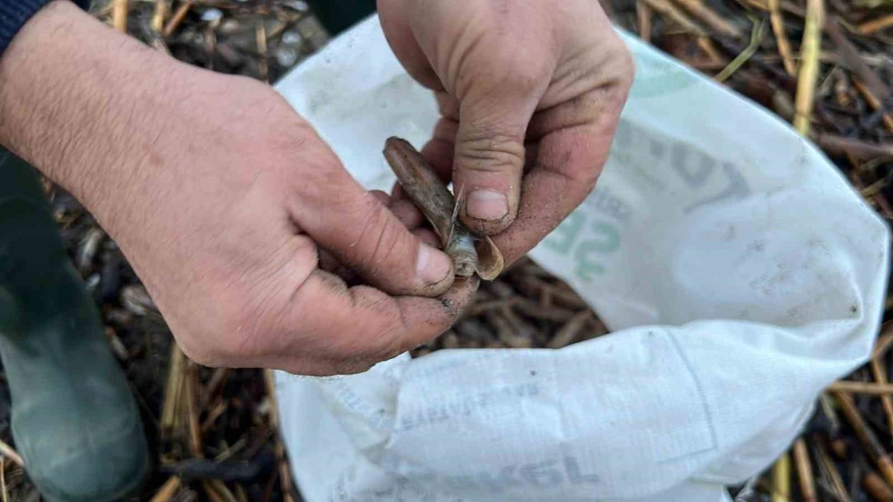 Mersin'de Fırtına Sonrası Kargı Midyesi Ziyafeti