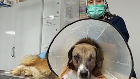 Bartın'da Silahla Yaralanan Köpek İçin Umut Işığı