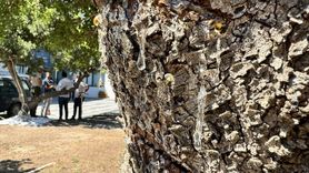 İzmir'de Damla Sakızı Üretimi 5 Kat Arttırılacak