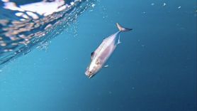 Kandıra'da Palamut Avında Su Altı Görüntüleri