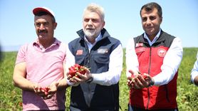 Maraş Biberi Hasadı Başladı