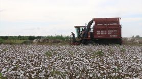 ANTBİRLİK'ten Pamuk Üreticilerine Destek