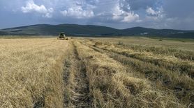 Ardahan'da Kavılca Buğdayı Hasadı Başladı