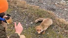 Çanakkale'de Balıkçılar Aç Kalan Tilkiyi Besledi