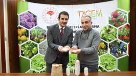 Erzincan'da İki Yeni Kuru Fasulye Çeşidi Tescil İçin Başvuruldu