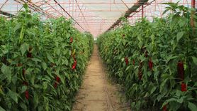 Kaş'ın "Kör Duman" Ovası Üretim İçin İdeal İklim Sunuyor