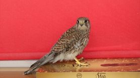 Erzincan'da Öğrenciler Kerkenezi Doğaya Kavuşturdu