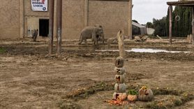 Türkiye'nin İlk Filinin 14. Yaş Günü Kutlandı