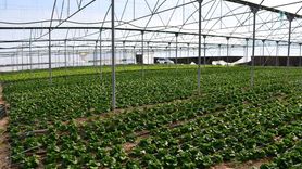 Bilecik'te Genç Çiftçinin Marul Başarısı: Akdeniz Salatası Üretimi