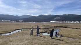 Bolu Sarıalan Yaylası'nda Bahar Gelir Gelmez Çiğdemler Açtı