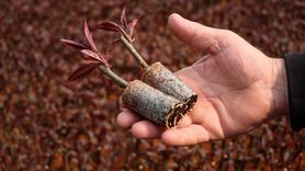 Bursa'da Anaç Fidan Üretimi Artıyor