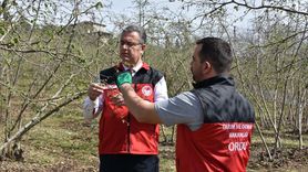 Fındık Üretiminde Doğru Gübreleme ile Verim ve Kalite Artışı