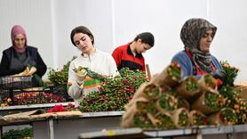 İngiltere'de Anneler Günü İçin Çiçek Siparişlerinde Artış