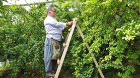 Mersin'de Erik Hasadı Devam Ediyor