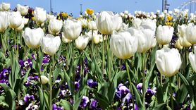 Trabzon'un İlkbahar Renkleri