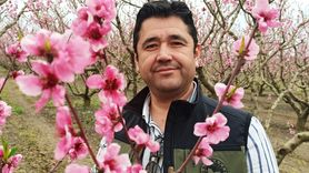 Lapseki'de Meyve Rekoltesi İçin İyimser Beklentiler