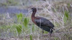 Tunceli'de Nesli Tükenmekte Olan Çeltikçi Kuşları Görüntülendi