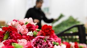 Türkiye'nin Çiçek İhracatı İlk Çeyrekte 56,2 Milyon Doları Aştı