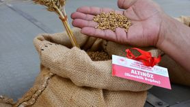 Adana'da Yerli ve Milli Tohumlar 'Tarla Günü' Etkinliğiyle Tanıtıldı