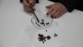 Bursa'dan Arı Ekmeği İnovasyonu: ABD Patenti Alındı