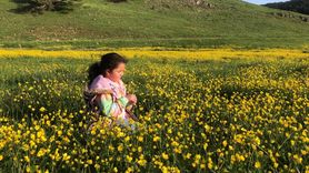 Eğriçimen Yaylası Sarı Papatyalarla Canlandı