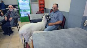 Kurbanlık Koç ile Sıcak Dostluk