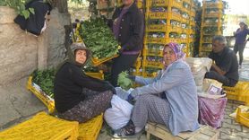 Manisa'da Asma Yaprağı Üreticilere Ek Gelir Sağlıyor