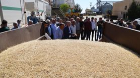Mardin'de Sezonun İlk Arpa Hasadı Gerçekleşti