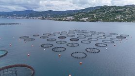 Ordu'da Türk Somonu Üretimi Ekonomiyi Canlandırıyor