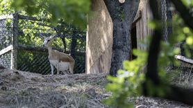 Altınköy Açık Hava Müzesi'nde yeni ceylan yavruları