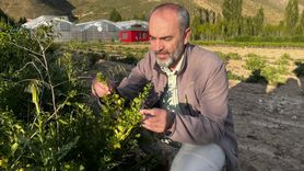 Bayburt Üniversitesi Tarımsal Ürün Hasadı Gerçekleştirdi