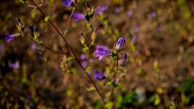 Çam Dağı'nda Bahar Canlanışı: Renkli Çiçeklerle Dolu Bir Manzara