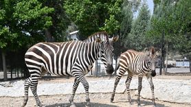 Tarsus Doğa Parkı'nda Yeni Yavrularla Hayvan Popülasyonu Artıyor