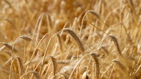 Uşak'ta Kuraklığa Dayanıklı Tohumlarla Hasat Büyüsü