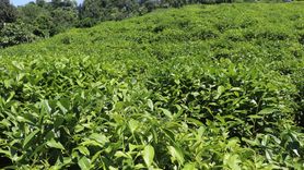 ÇAYKUR'dan Çay Üreticilerine Önemli Uyarı