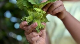 Düzce'nin Fındık İhracatı AB Ülkelerine Arttı