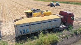 Hatay'da İlk Mısır Hasadı Gerçekleşti