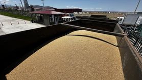 Iğdır'ın Hububat Üretimi Lisanslı Depoculukla Büyüyor