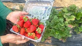 Isparta Yaylalarında Çilek Hasadı Başladı