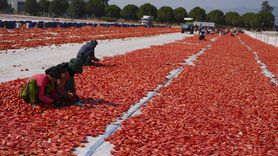 İzmir'de Kuru Domates Hasadı Başladı